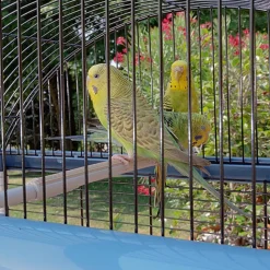 Ferplast cage pour canaris et autres petits oiseaux exotiques palladio 4, design élégant avec toit panoramique, accessoires et