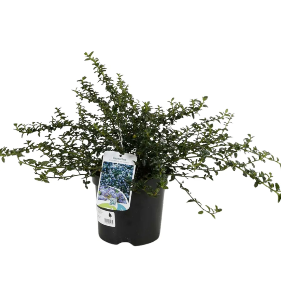 FLEUR - Céanothe rampant thyrsiflorus - ceanothus rampant thyrsiflorus pot 3l