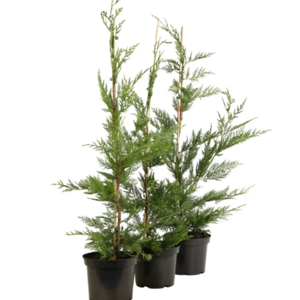 FLEUR - Cyprès de leyland - cupressocyparis leylandii 80cm en pot
