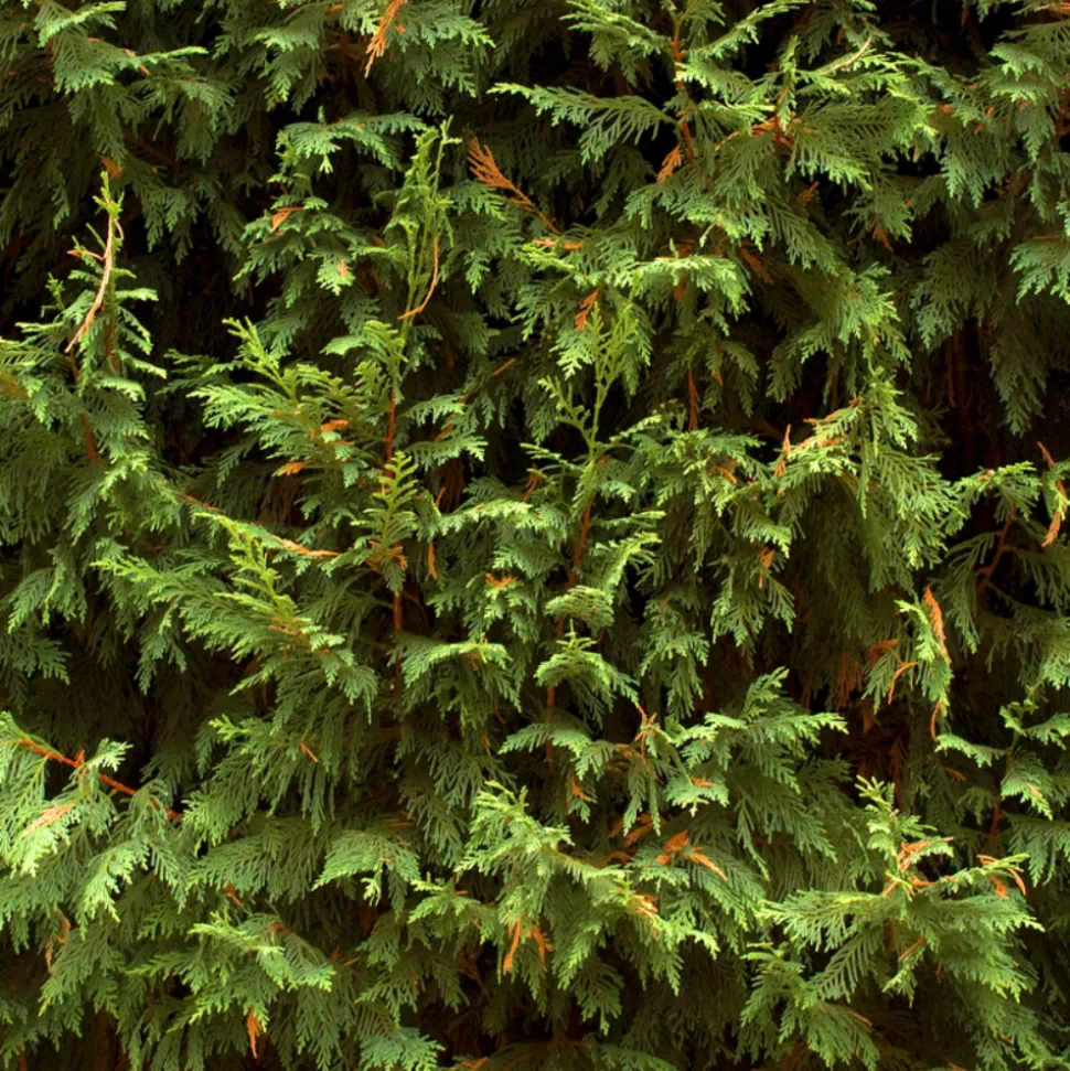 FLEUR - Cyprès de leyland - cupressocyparis leylandii 100cm en pot