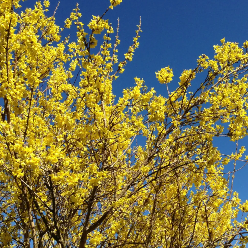 FLEUR - Forsythia minigold 3l