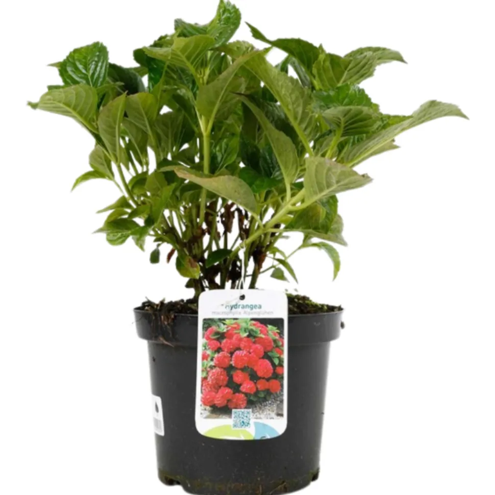 FLEUR - Hortensia alpenglühen - hydrangea macrophylla alpengluhen pot 3l