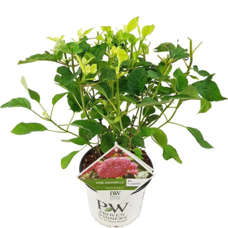 FLEUR - Hortensia arb pink annabelle - hydrangea arb pink annabelle pot 3l