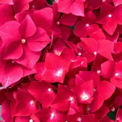 FLEUR - Hortensia macrophylla merveille sanguine - hydrangea macrophylla merveille sanguine pot 3l