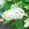 FLEUR - Hortensia quercifolia sikes dwarf - hydrangea quercifolia sikes dwarf pot 3l