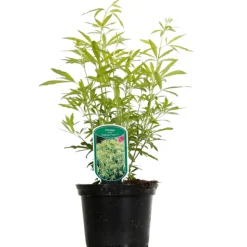 FLEUR - Oranger du mexique - choisya ternata goldfinger 25cm