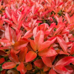 FLEUR - Photinia fraseri carré rouge 40cm 40cm en pot