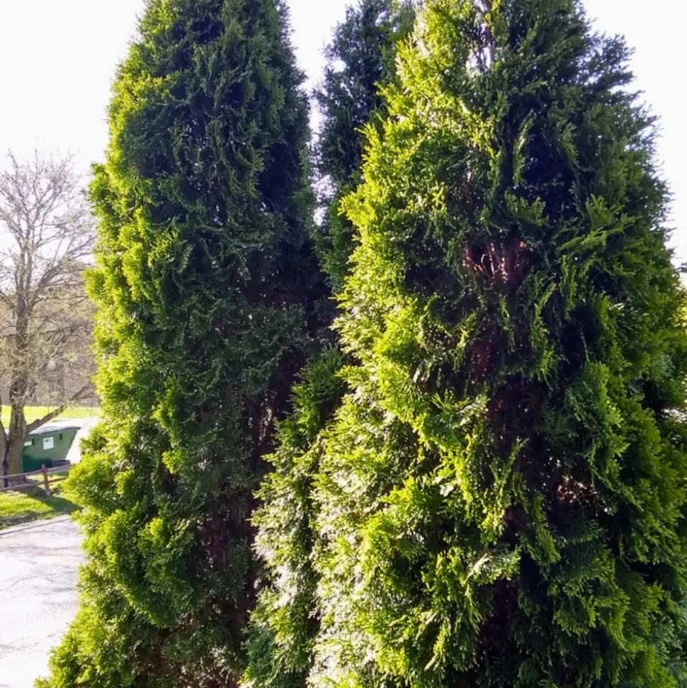 FLEUR - Thuya du canada smaragd - thuja occidentalis smaragd 80cm en pot