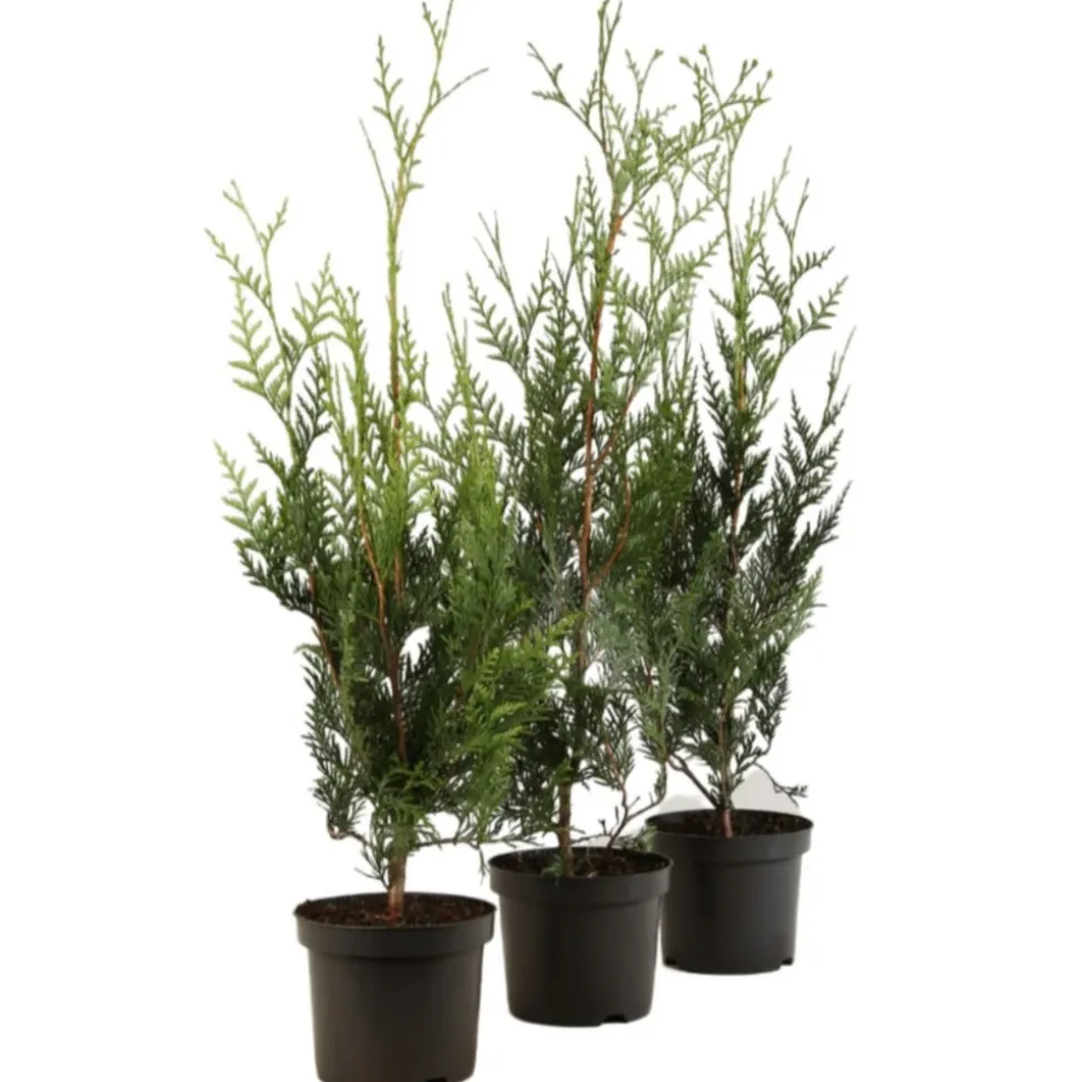 FLEUR - Thuya géant atrovirens - thuja plicata atrovirens 60cm en pot
