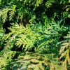 FLEUR - Thuya géant atrovirens - thuja plicata atrovirens 80cm en pot
