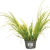 FLEURON D'ANJOU - Acorus pot 10,5 cm