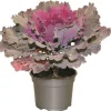 FLEURON D'ANJOU - Chou d'ornement pot 10,5 cm