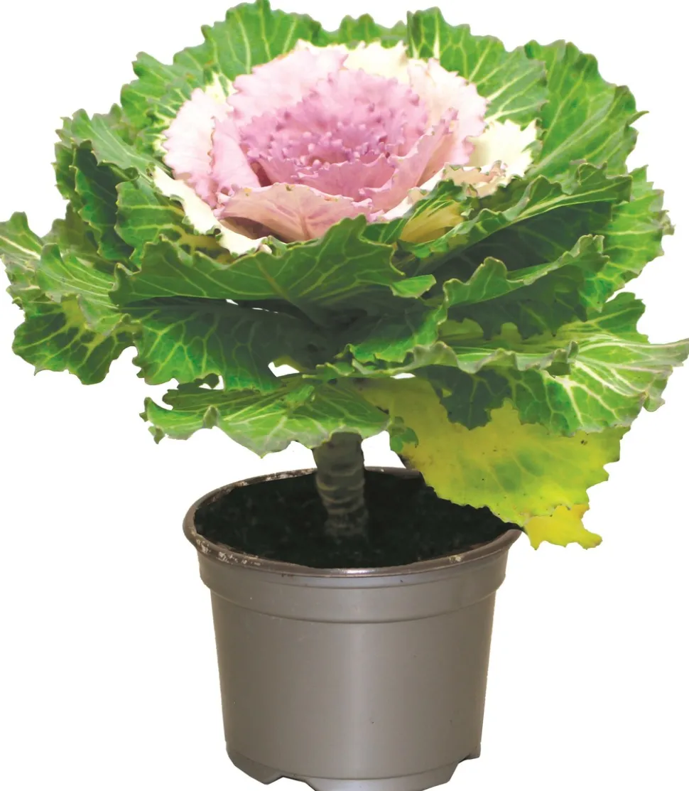 FLEURON D'ANJOU - Chou d'ornement pot 10,5 cm