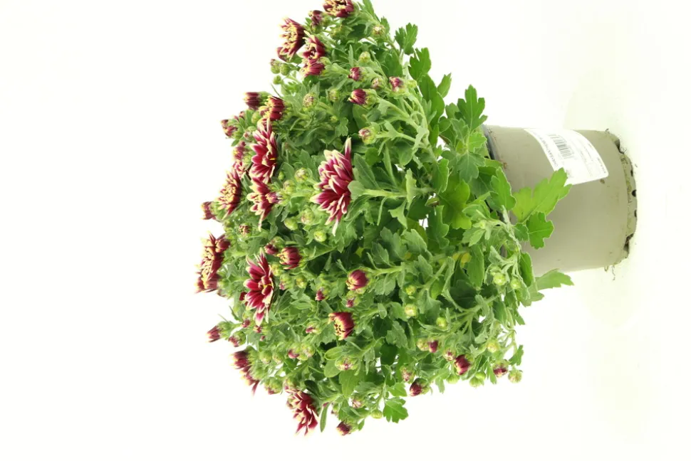 FLEURON D'ANJOU - Chrysantheme multifleur pot 12