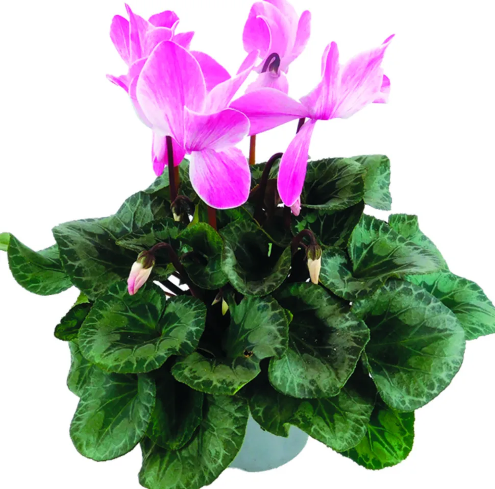 FLEURON D'ANJOU - Cyclamen pot 14 cm