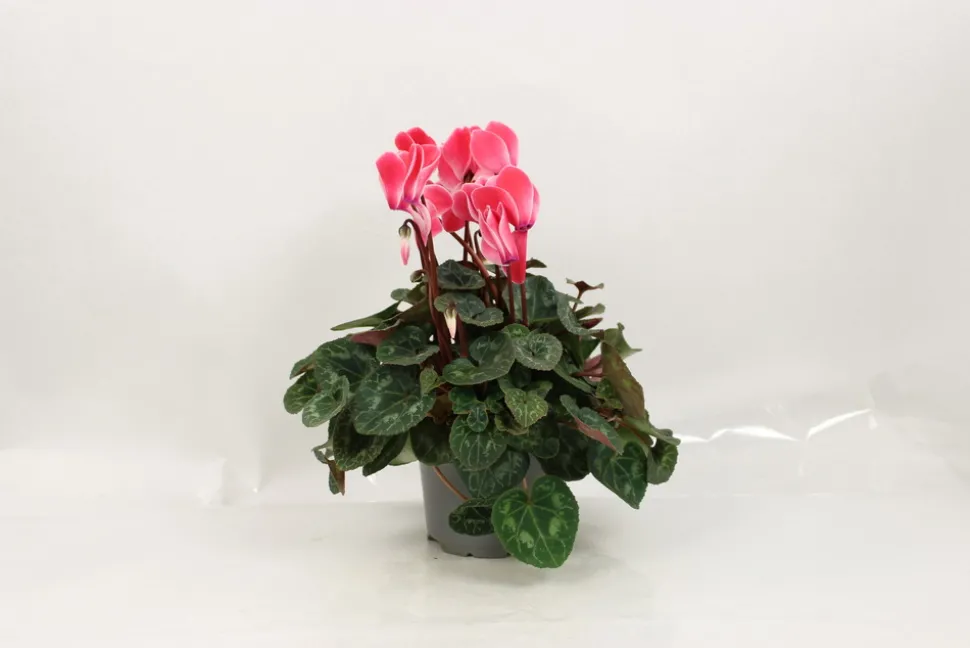 FLEURON D'ANJOU - Cyclamen mini pot 10,5 cm