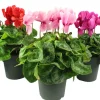 FLEURON D'ANJOU - Cyclamen pot 17 cm