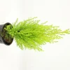 FLEURON D'ANJOU - Goldcrest pot 10,5 cm