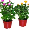 FLEURON D'ANJOU - Mini rosier pot 10,5 cm