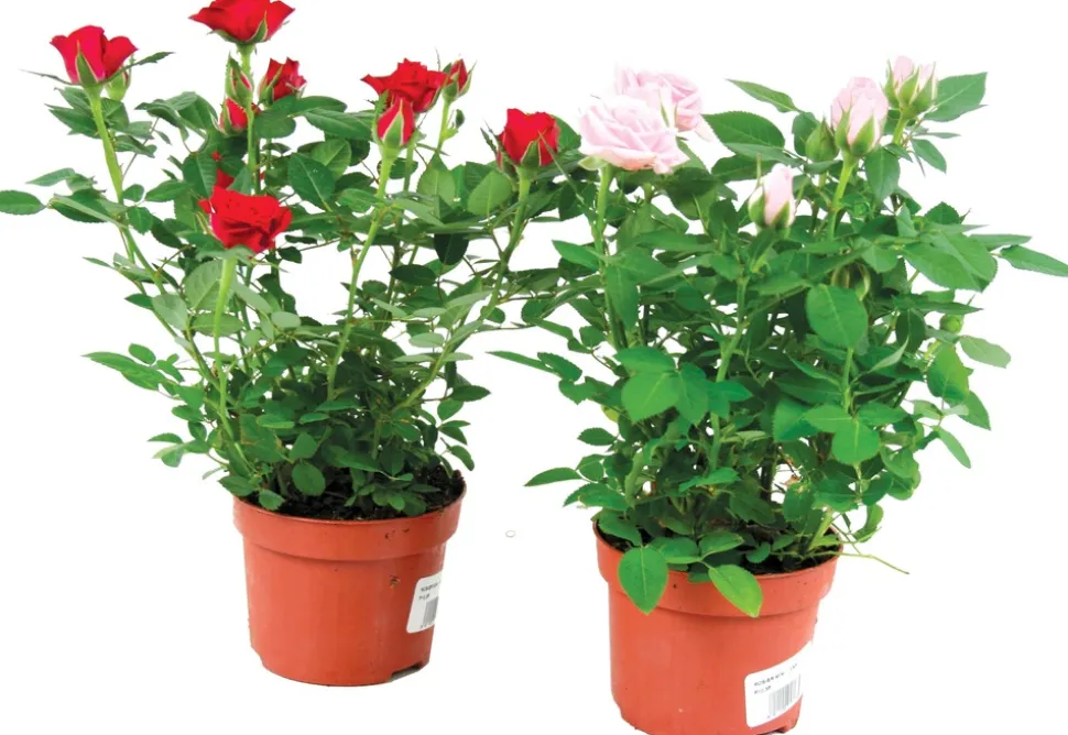 FLEURON D'ANJOU - Mini rosier pot 10,5 cm