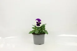 FLEURON D'ANJOU - Pensee pot 10,5 cm