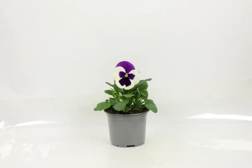 FLEURON D'ANJOU - Pensee pot 10,5 cm