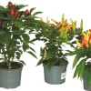 FLEURON D'ANJOU - Piment d'ornement pot 10,5 cm
