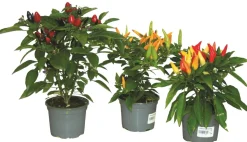 FLEURON D'ANJOU - Piment d'ornement pot 10,5 cm