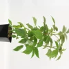 FLEURON D'ANJOU - Plant de framboisier remontant sumo pot 1,3 l