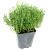 FLEURON D'ANJOU - Plant de thym commun pot de 1l