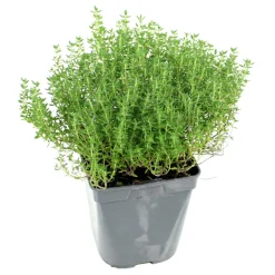 FLEURON D'ANJOU - Plant de thym commun pot de 1l