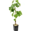 FLEURON D'ANJOU - Plant de Vigne muscat de hambourg pot 1,3 l