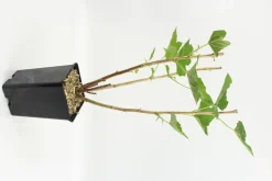 FLEURON D'ANJOU - Plant de groseiller grappe jonkheer van tets pot 1,3 l