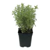 FLEURON D'ANJOU - Plant de sarriette pot de 1l