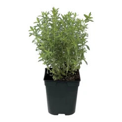 FLEURON D'ANJOU - Plant de sarriette pot de 1l