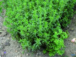 FLEURON D'ANJOU - Plant de sarriette pot de 1l