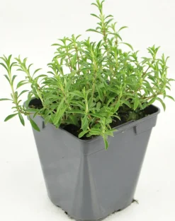 FLEURON D'ANJOU - Plant de sarriette pot de 1l