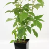 FLEURON D'ANJOU - Plant de framboisier remontant heritage pot 1,3 l