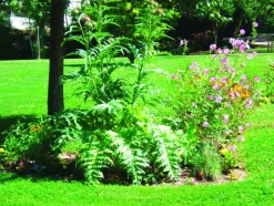 FLEURON D'ANJOU - Plant de artichaut camus de bretagne pot de 1l
