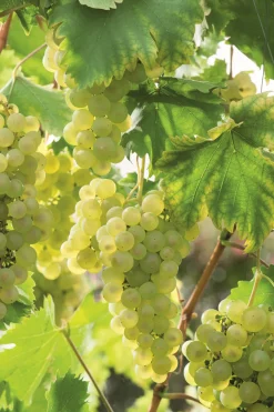 FLEURON D'ANJOU - Plant de Vigne chasselas pot 1,3 l