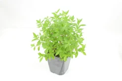 FLEURON D'ANJOU - Plant de verveine citronnelle pot de 1l