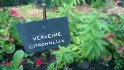 FLEURON D'ANJOU - Plant de verveine citronnelle pot de 1l