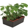 FLEURON D'ANJOU - Plant de fraisier non remontant gariguette b6 g7