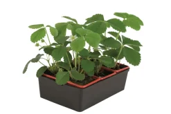 FLEURON D'ANJOU - Plant de fraisier non remontant gariguette b6 g7