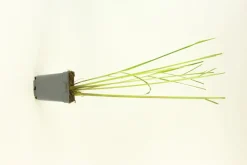 FLEURON D'ANJOU - Plant de Citronnelle de madagascar pac pot 1l