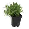 FLEURON D'ANJOU - Plant de sauge officinale vert pot de 1l