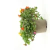 FLEURON D'ANJOU - Portulaca pot 10,5 cm