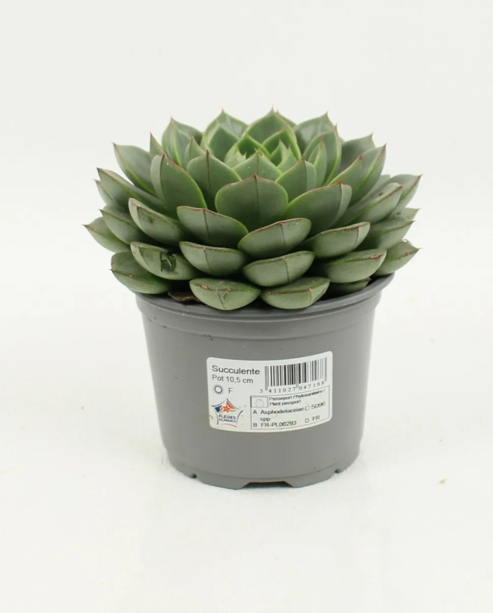 FLEURON D'ANJOU - Succulentes variees pot 10,5 cm