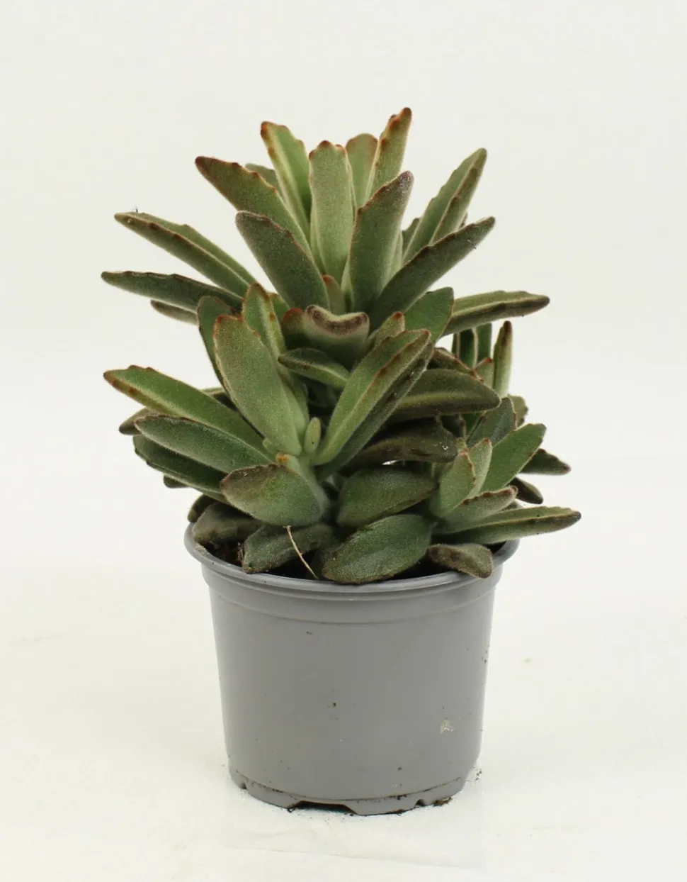 FLEURON D'ANJOU - Succulentes variees pot 10,5 cm