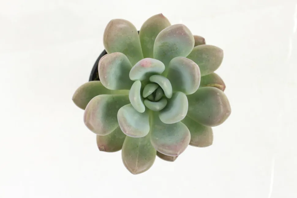 FLEURON D'ANJOU - Succulentes variees pot 10,5 cm